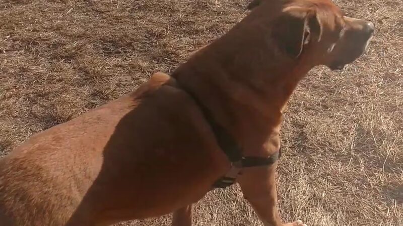 Centennial Reservation - Wellesley, MA