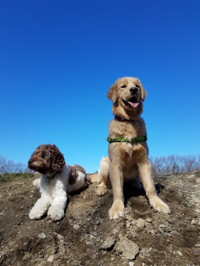 Centennial Reservation - Wellesley, MA