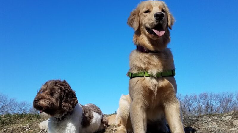 Centennial Reservation - Wellesley, MA