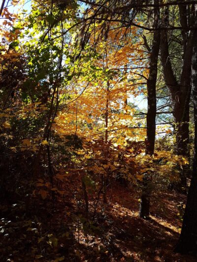 Crosstown Trail Wellesley, MA - Wellesley, MA