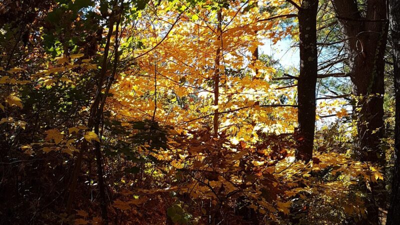 Crosstown Trail Wellesley, MA - Wellesley, MA