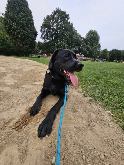 Kelly Memorial Park - Wellesley, MA