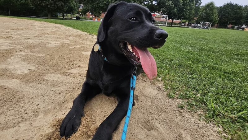 Kelly Memorial Park - Wellesley, MA