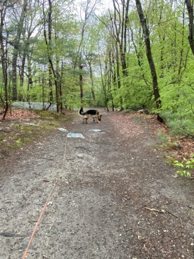 Kelly Memorial Park - Wellesley, MA