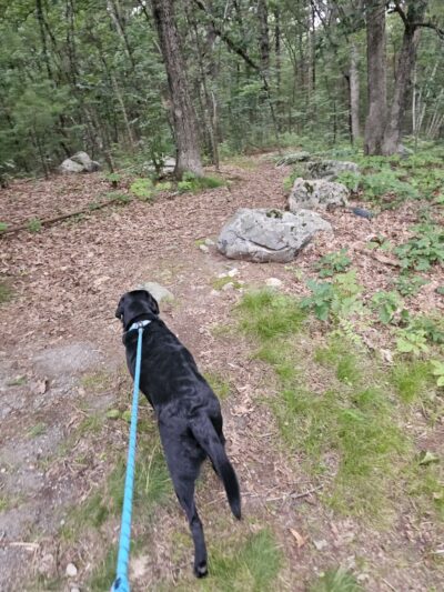 Kelly Memorial Park - Wellesley, MA