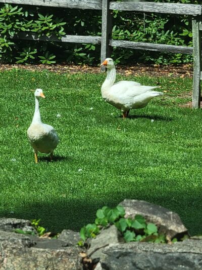 Morton Park - Wellesley, MA