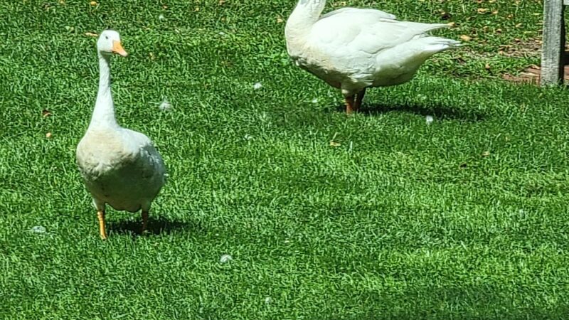 Morton Park - Wellesley, MA