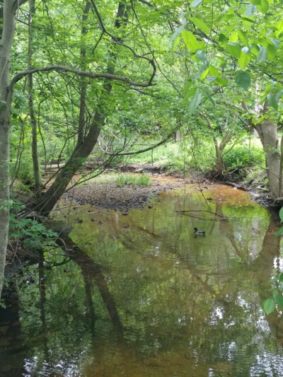 Morton Park - Wellesley, MA