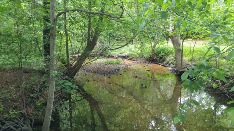 Morton Park - Wellesley, MA