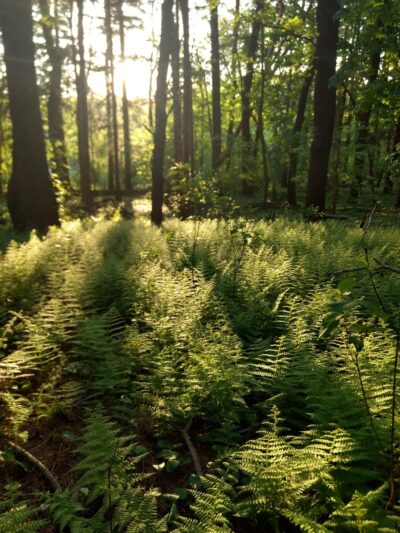 Ollie Turner Park - Wellesley, MA