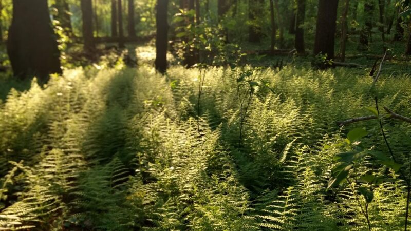 Ollie Turner Park - Wellesley, MA