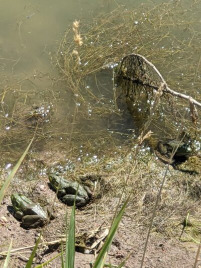 Meadows Open Space - Wellington, CO