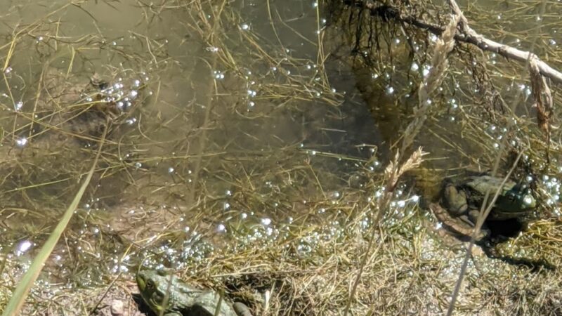 Meadows Open Space - Wellington, CO