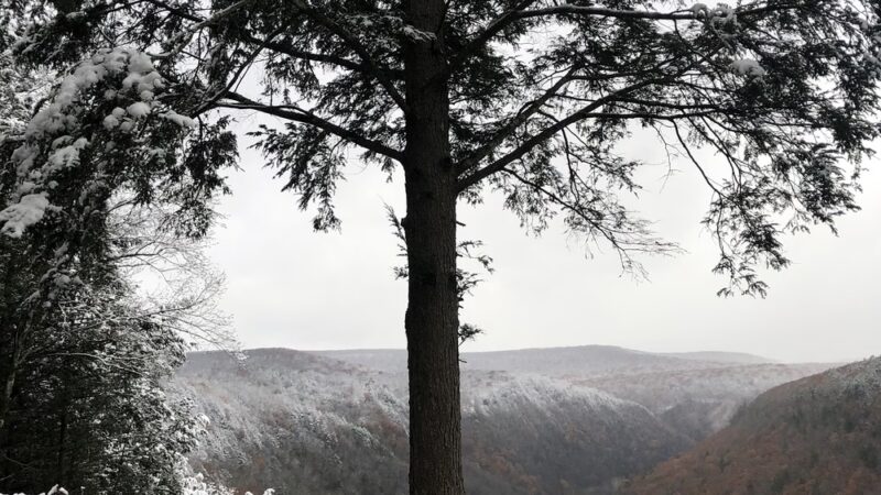 Bradley Wales Picnic Area - Wellsboro, PA