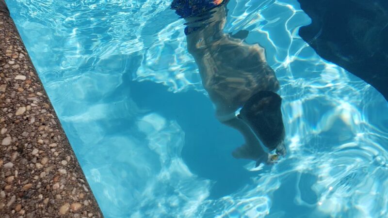 Packer Park Swimming Pool - Wellsboro, PA