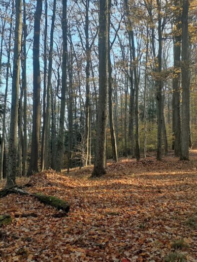 West Rim Trail Northern Terminus - Wellsboro, PA