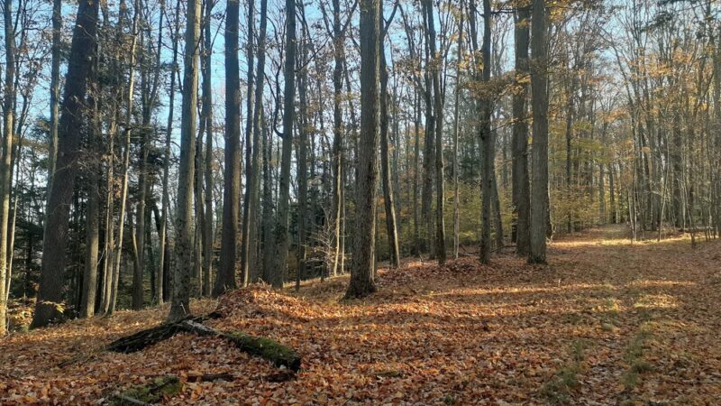 West Rim Trail Northern Terminus - Wellsboro, PA