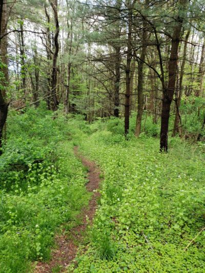 Woodland Park - Wellsboro, PA