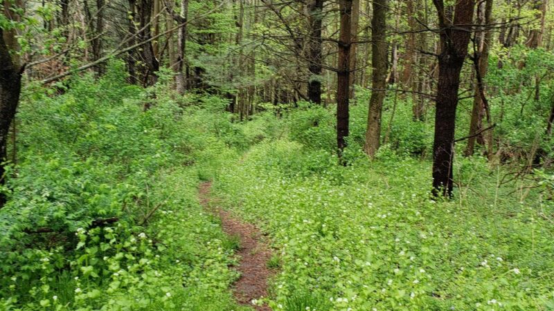 Woodland Park - Wellsboro, PA