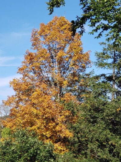 Woodland Park - Wellsboro, PA