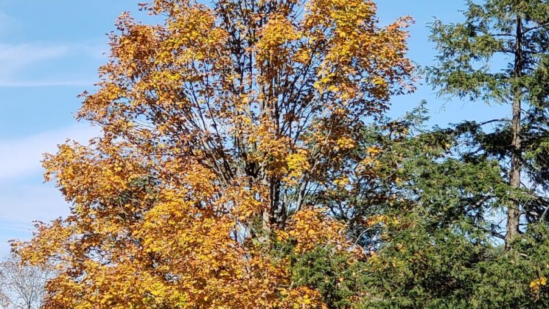 Woodland Park - Wellsboro, PA