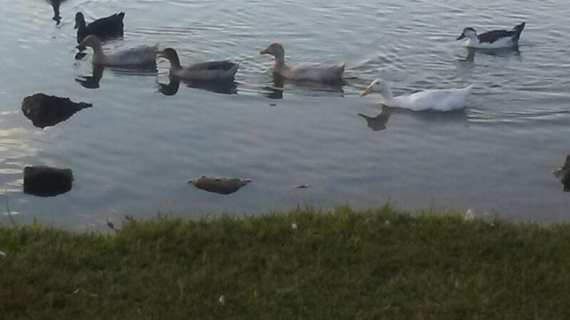 Sportsman Park - Welsh, LA