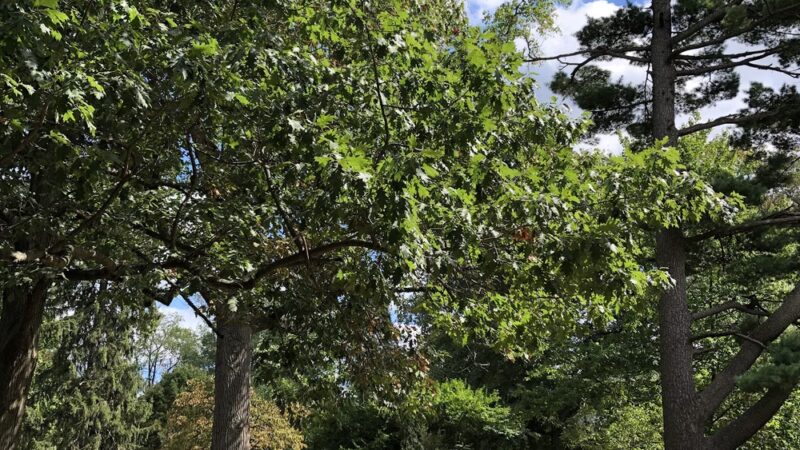 Wenonah Park - Wenonah, NJ