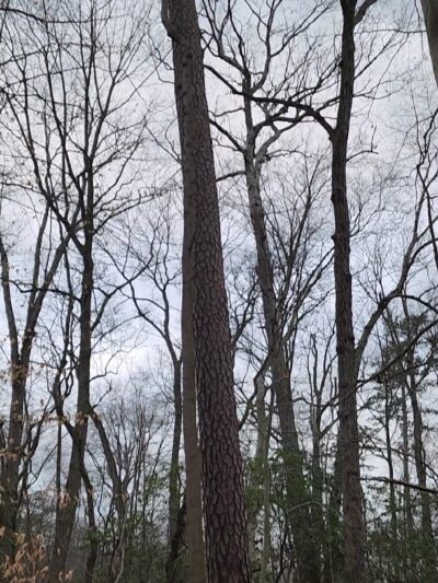 Woods of Wenonah - Wenonah, NJ