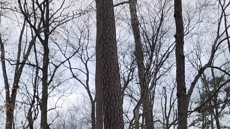 Woods of Wenonah - Wenonah, NJ