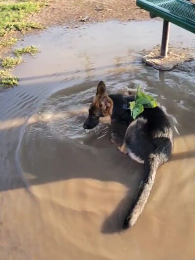 Weslaco Dog Park - Weslaco, TX