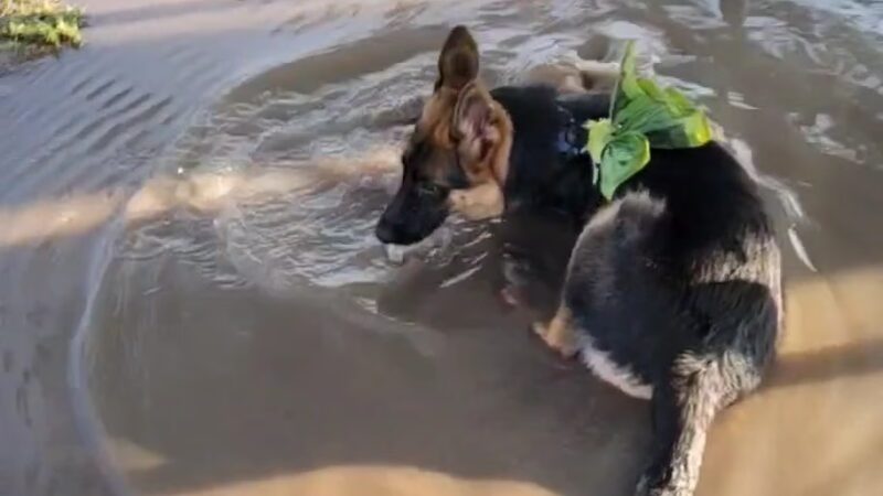 Weslaco Dog Park - Weslaco, TX