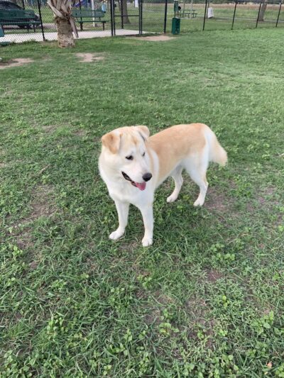 Weslaco Dog Park - Weslaco, TX
