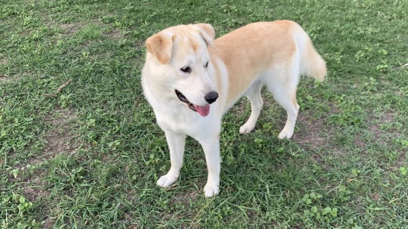 Weslaco Dog Park - Weslaco, TX