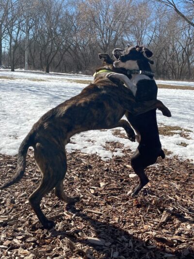 West Allis Dog Park - West Allis, WI