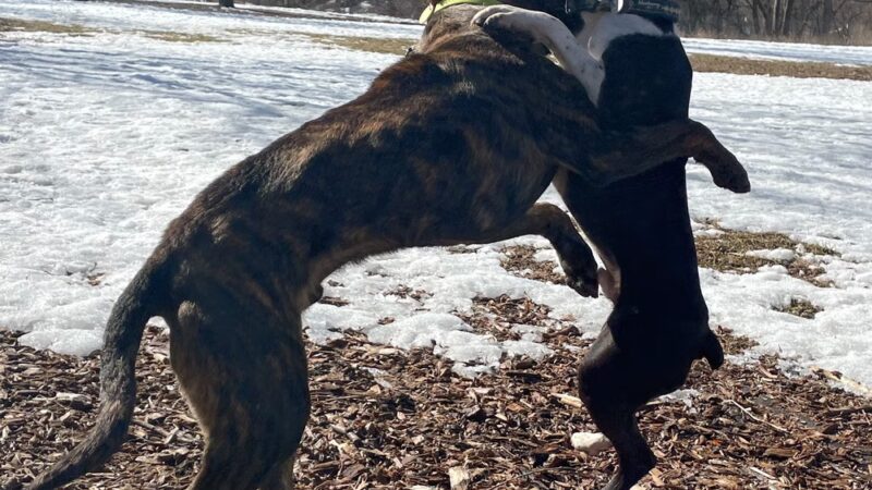 West Allis Dog Park - West Allis, WI