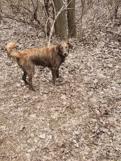 West Allis Dog Park - West Allis, WI