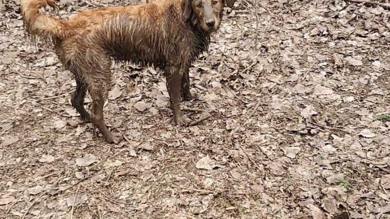 West Allis Dog Park - West Allis, WI