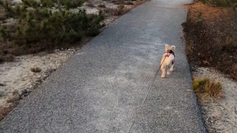 Sandy Neck Marsh Trail - West Barnstable, MA