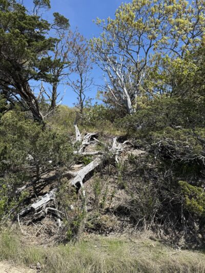 Sandy Neck Marsh Trail - West Barnstable, MA