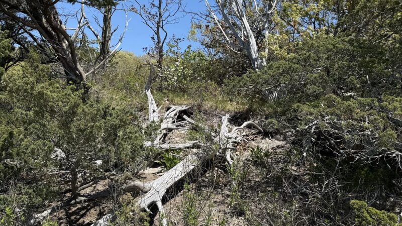 Sandy Neck Marsh Trail - West Barnstable, MA