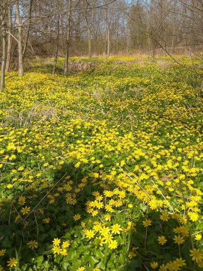 Applebrook Park - West Chester, PA