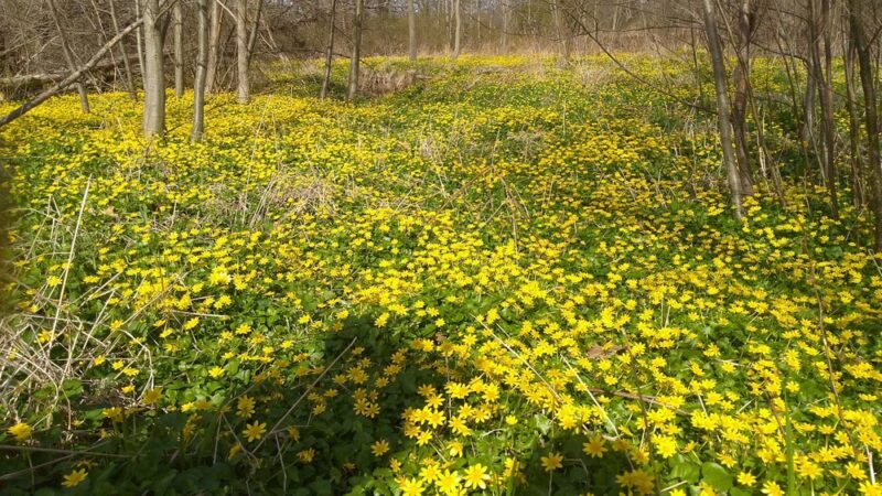 Applebrook Park - West Chester, PA