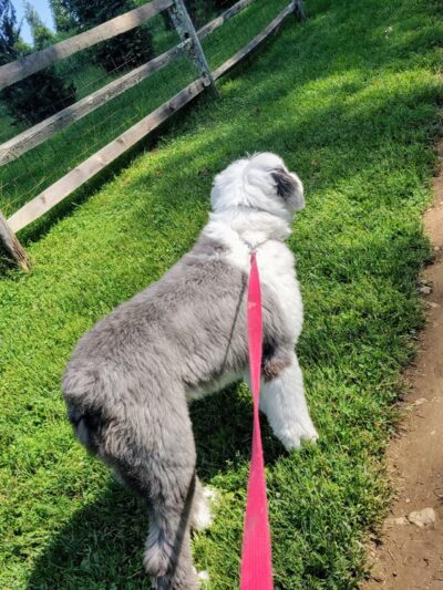 Okehocking Preserve Dog Park Parking - West Chester, PA