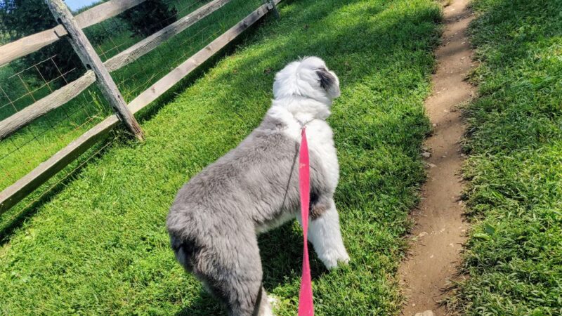 Okehocking Preserve Dog Park Parking - West Chester, PA