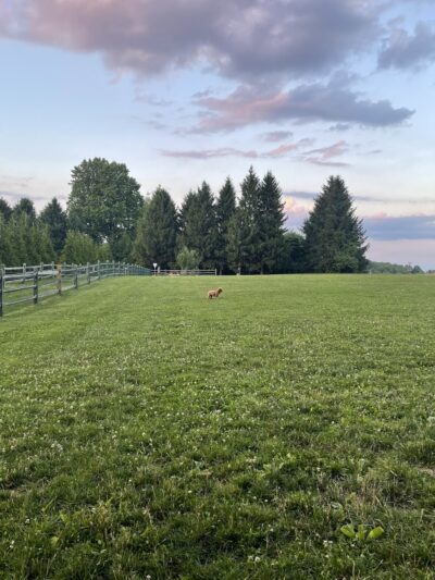 Okehocking Preserve Dog Park Parking - West Chester, PA