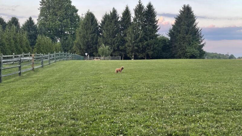 Okehocking Preserve Dog Park Parking - West Chester, PA