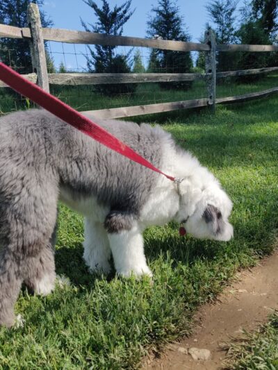 Okehocking Preserve Dog Park Parking - West Chester, PA