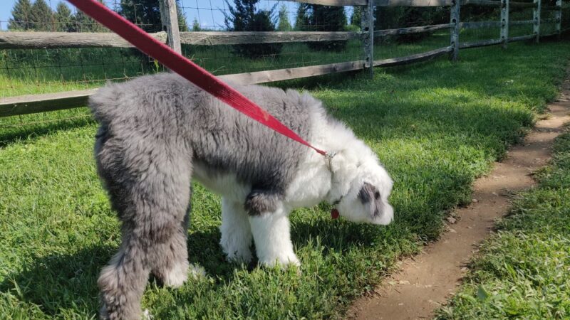 Okehocking Preserve Dog Park Parking - West Chester, PA