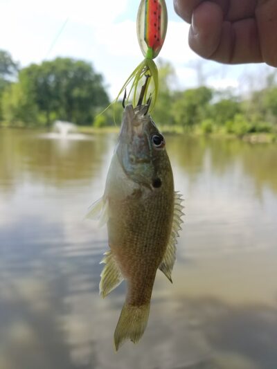 Don Earley Park - West Chicago, IL
