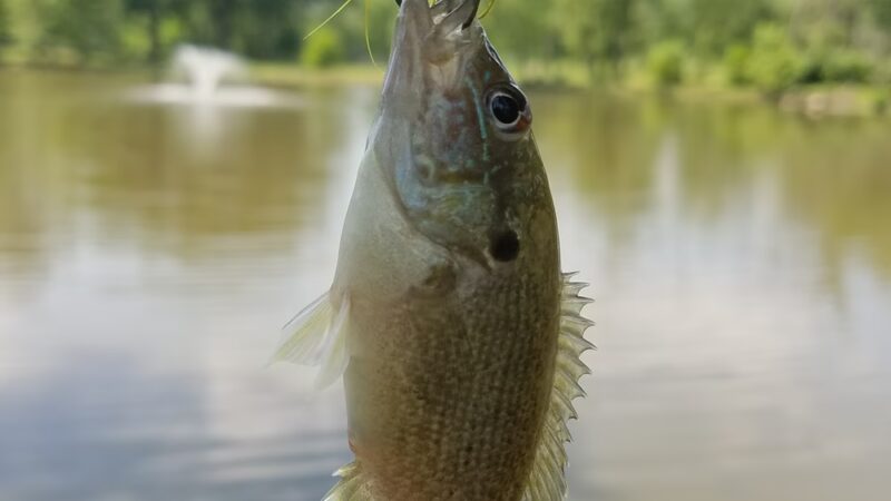 Don Earley Park - West Chicago, IL